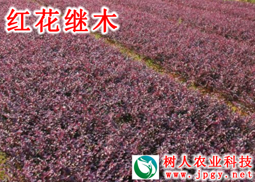 紅花繼木