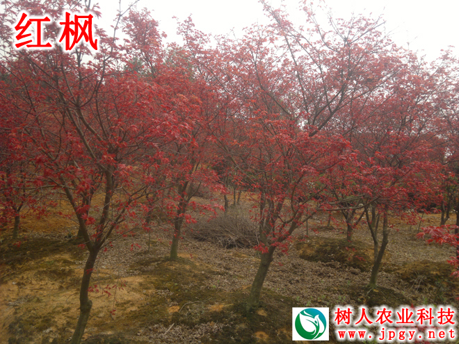 紅楓