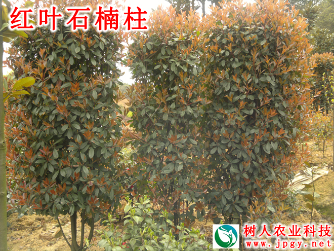 紅葉石楠