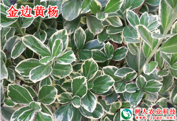 金邊黃楊
