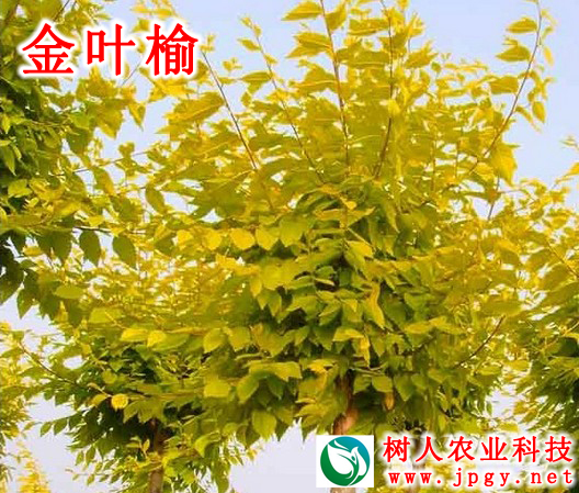 金葉榆