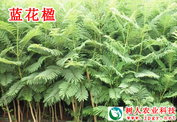 藍花楹