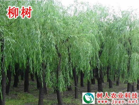 柳樹