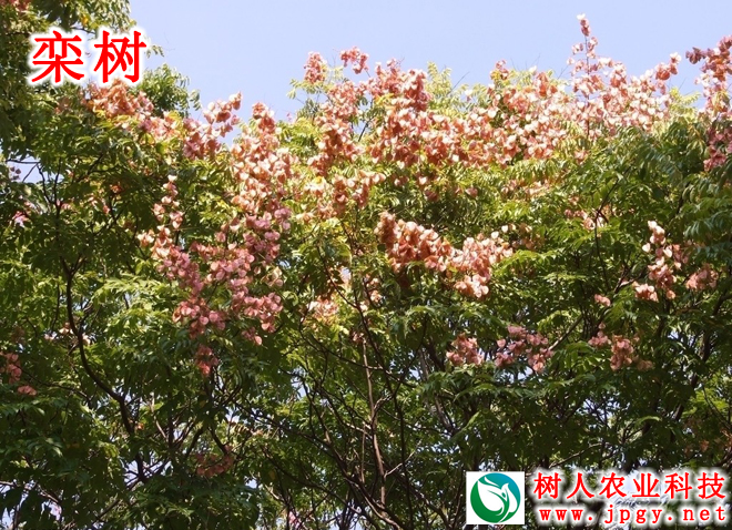欒樹