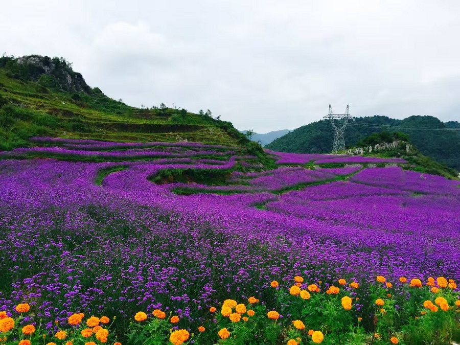 烏蒙花海 ---野玉海國際旅游度假區帕斯谷千畝玫瑰花海簡介
