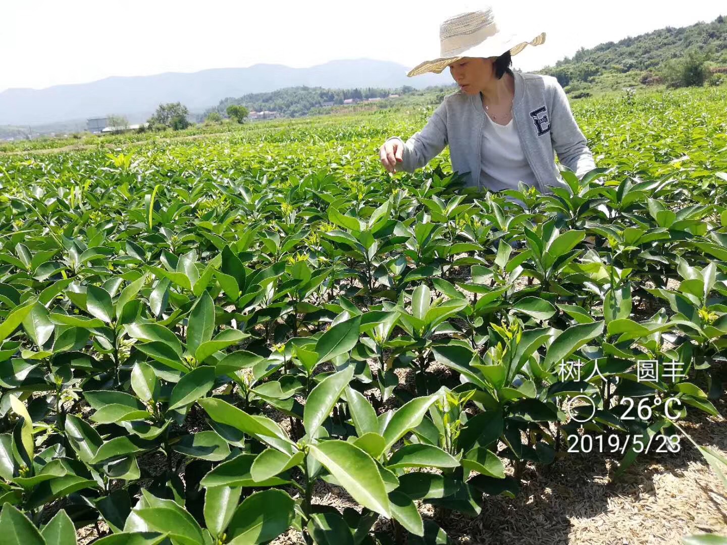 樹人公司2019年500萬柑橘苗兒初長成