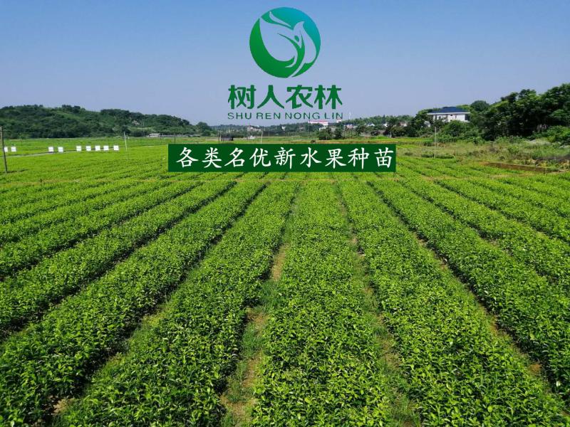 2019年秋樹人公司苗木訂購業務啟動        千萬株優質苗木讓利惠農