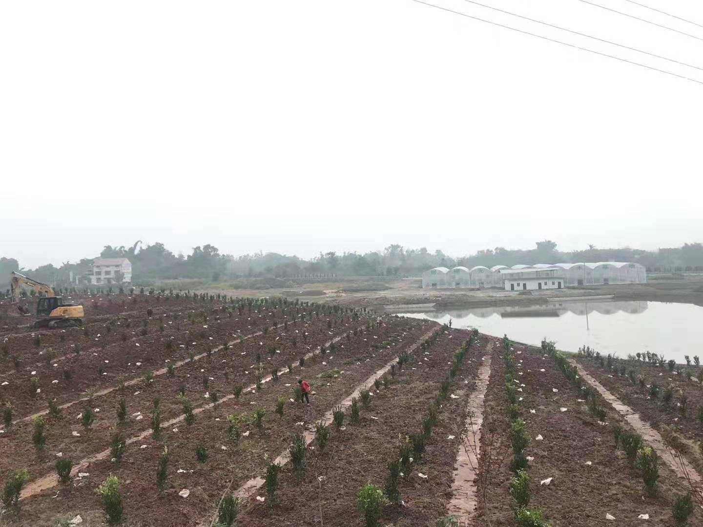 隆昌樹人公司優質柑橘產業基地順利通過驗收