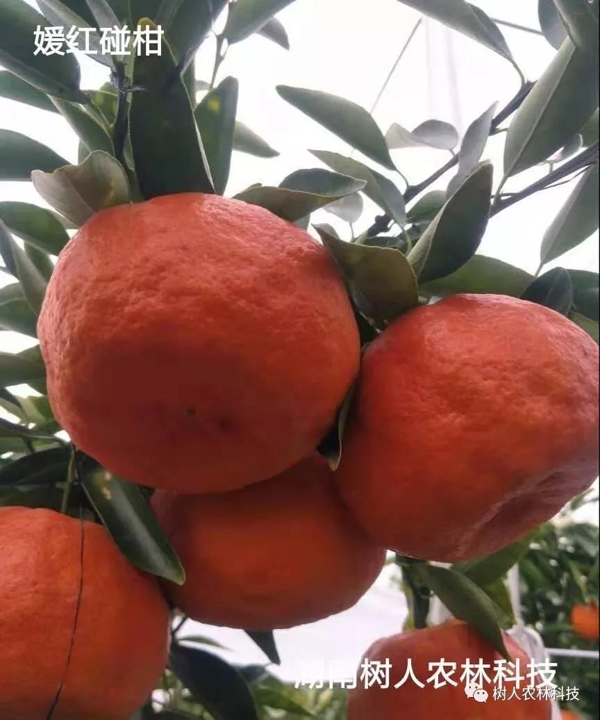媛紅椪柑