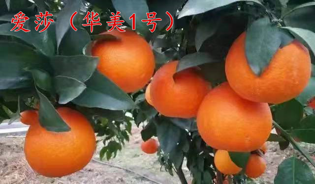 愛莎