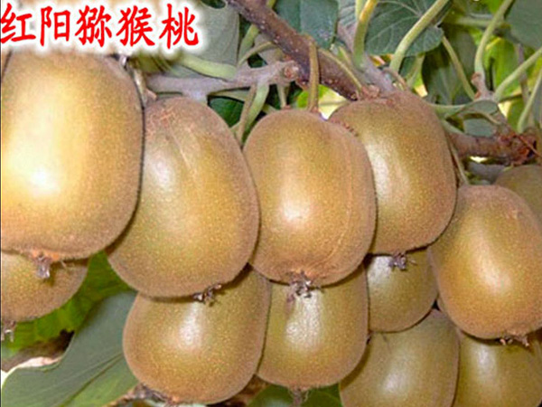 紅陽獼猴桃