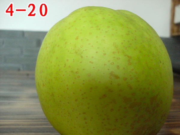 4-20（初夏綠）