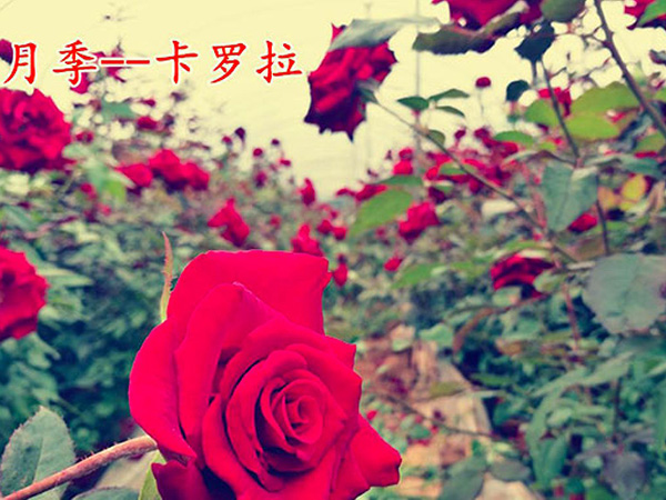 中國月季