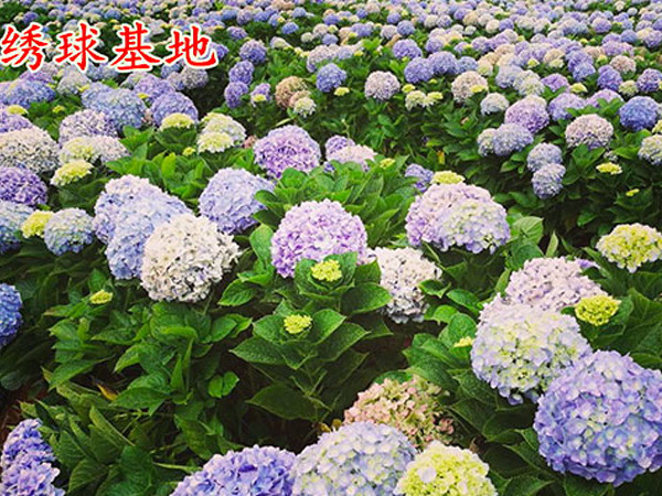 大花繡球