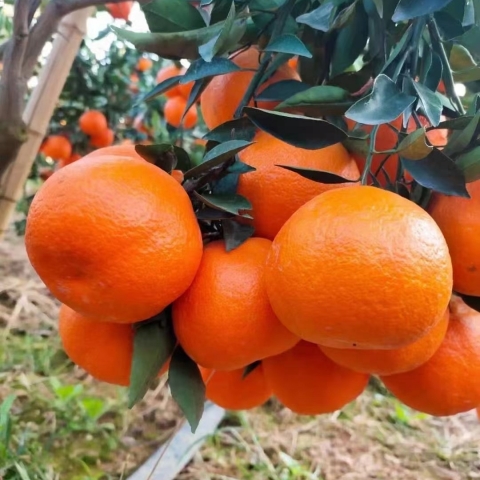 明日見