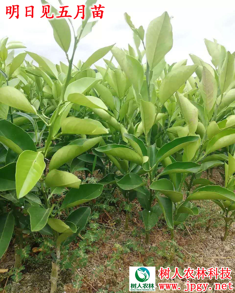 湖南樹人農林科技有限公司,湖南柑橘品種銷售,中國果樹網,常綠果樹類哪里好