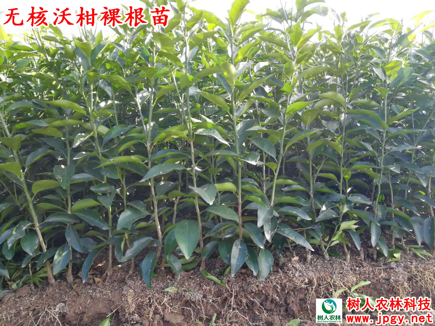 湖南樹人農林科技有限公司,湖南柑橘品種銷售,中國果樹網,常綠果樹類哪里好