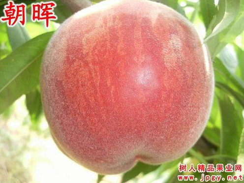 特種栽培技術