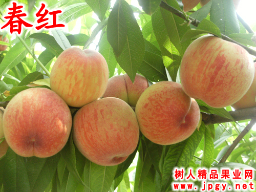 特種栽培技術