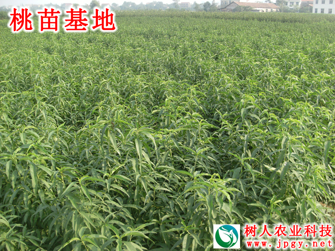 特種栽培技術