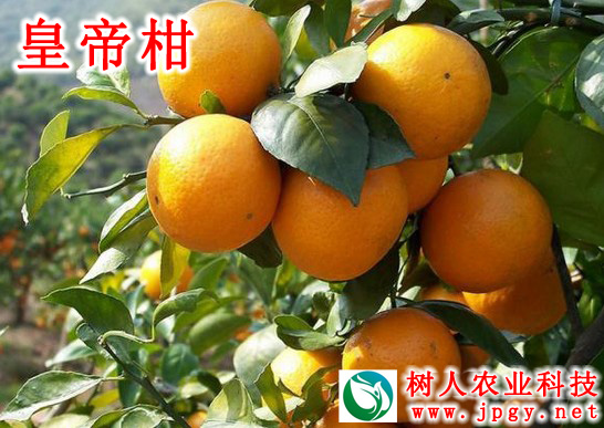 特種栽培技術