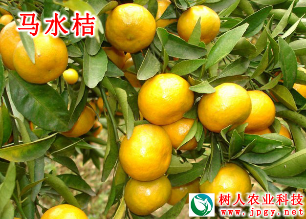 特種栽培技術