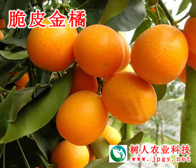 特種栽培技術