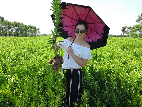 彩色油菜花的研究與開發推廣