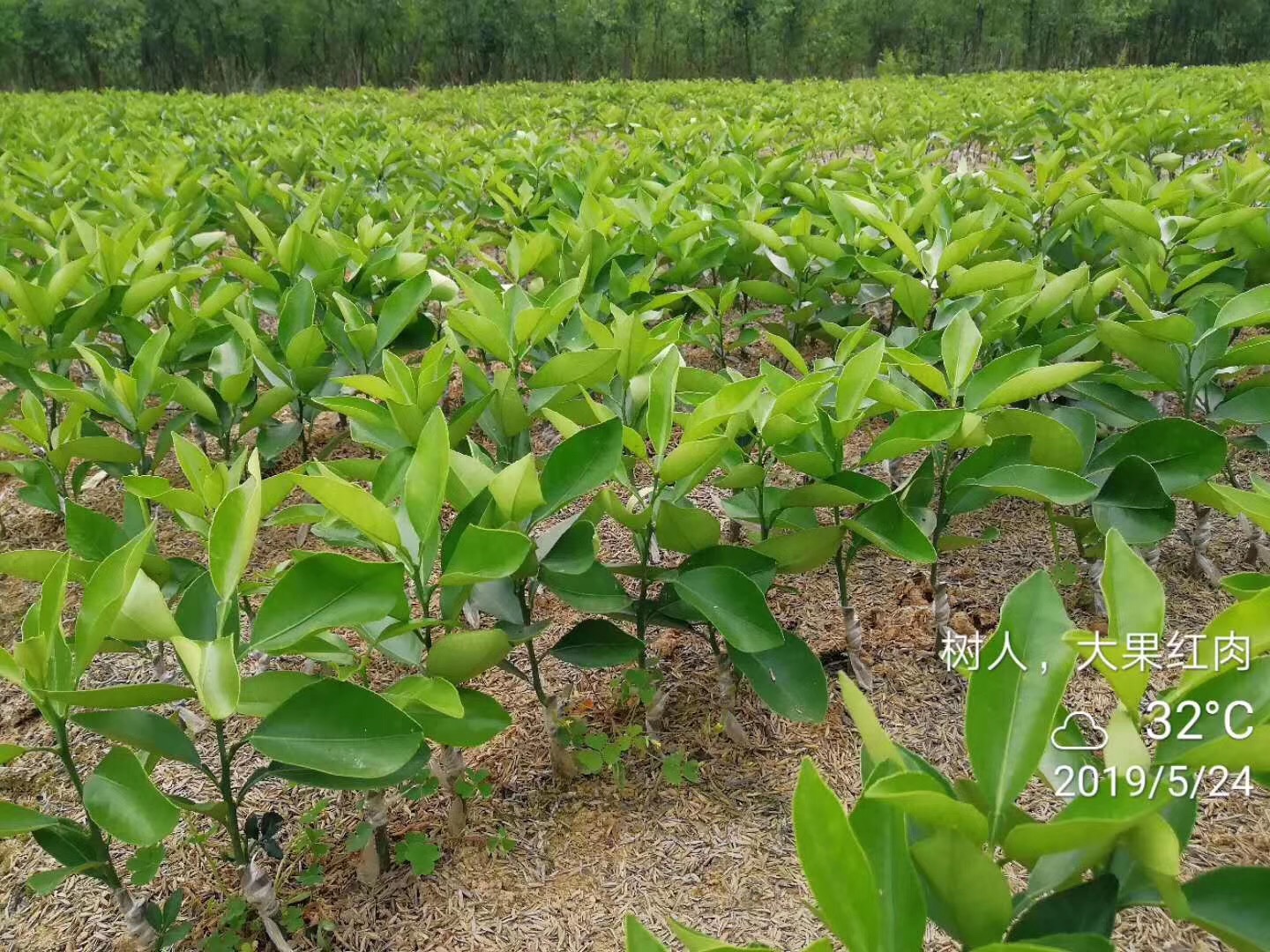 湖南樹人農林科技有限公司,湖南柑橘品種銷售,中國果樹網,常綠果樹類哪里好
