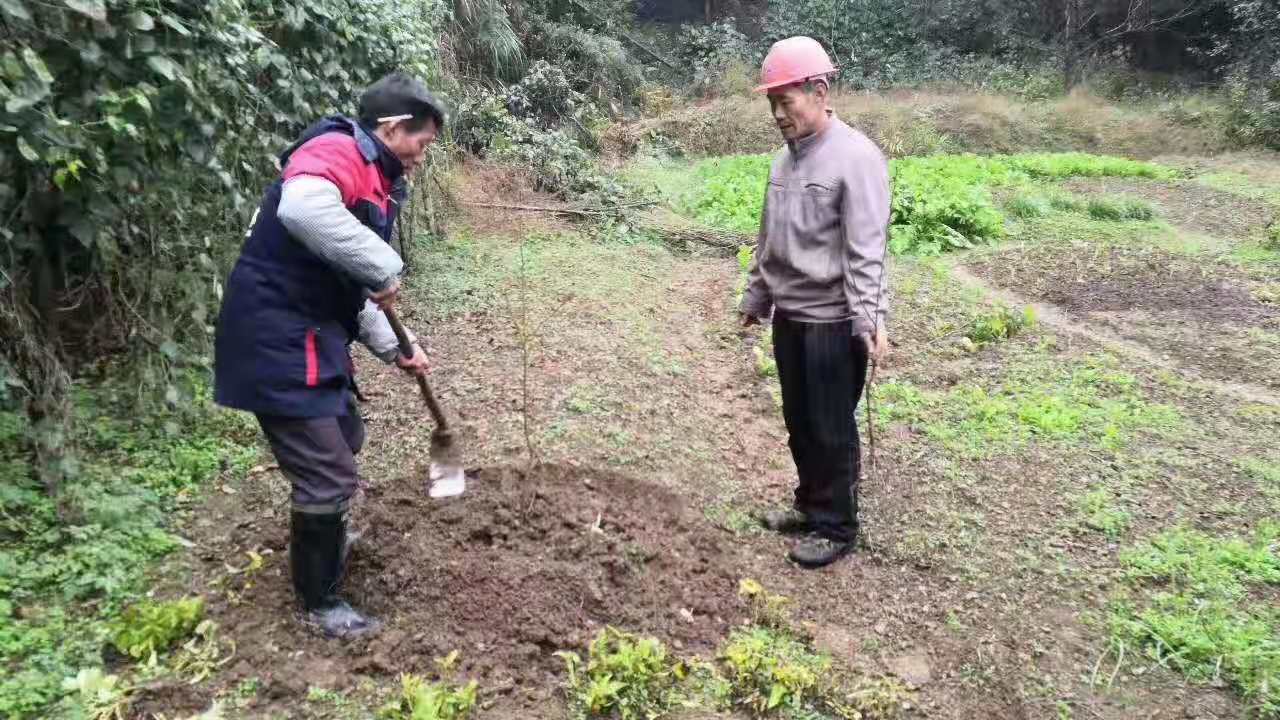 湖南樹人農林科技有限公司,湖南柑橘品種銷售,中國果樹網,常綠果樹類哪里好