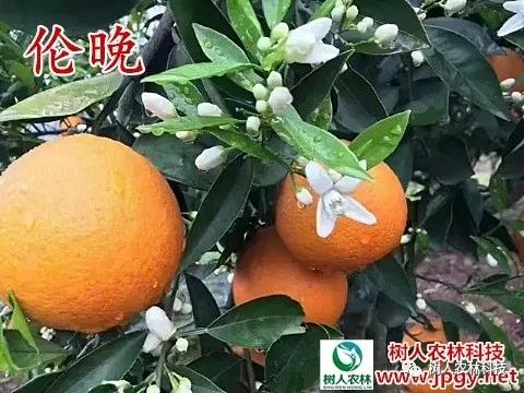 湖南樹人農林科技有限公司,湖南柑橘品種銷售,中國果樹網,常綠果樹類哪里好