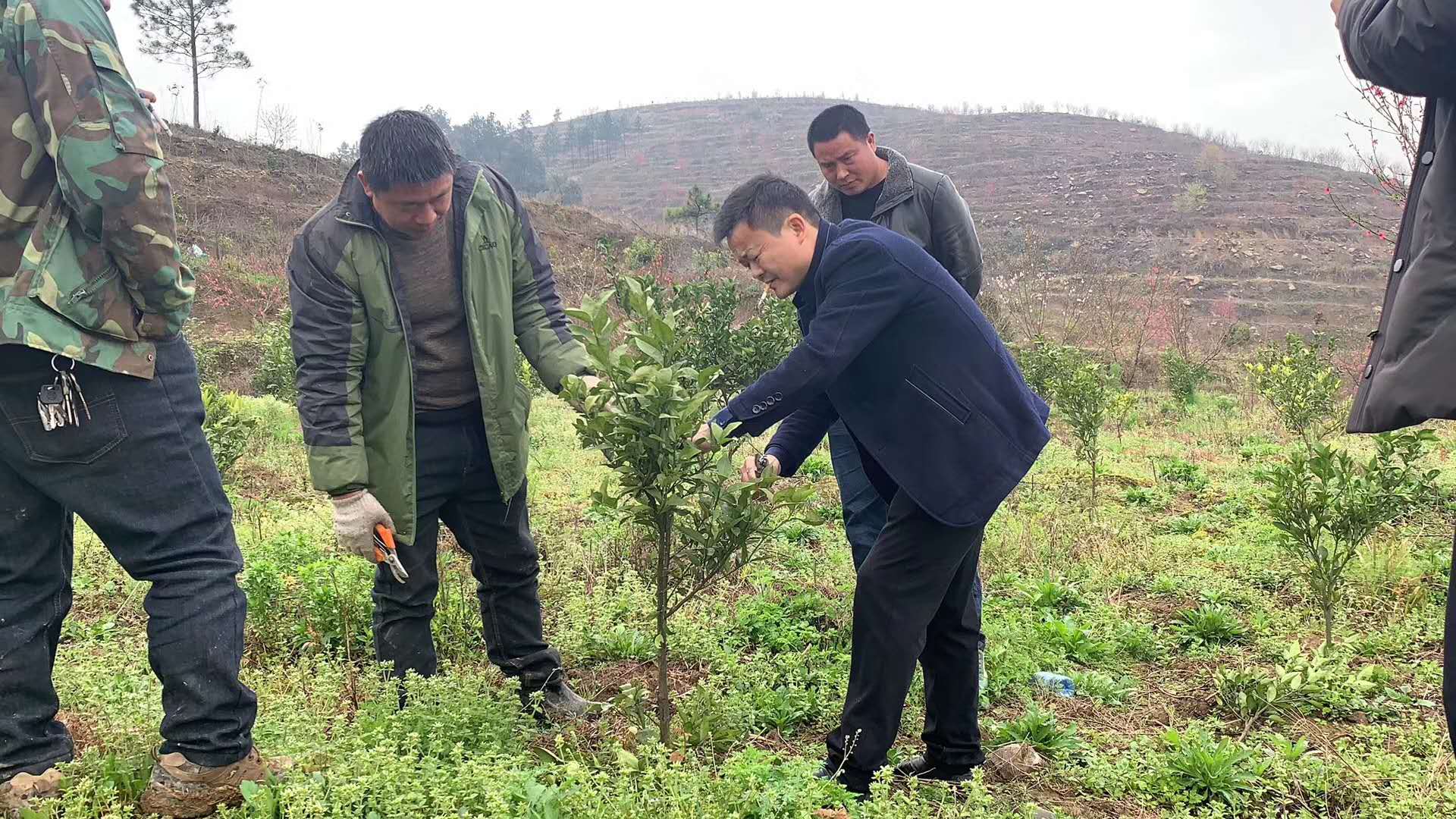 湖南樹人農林科技有限公司,湖南柑橘品種銷售,中國果樹網,常綠果樹類哪里好