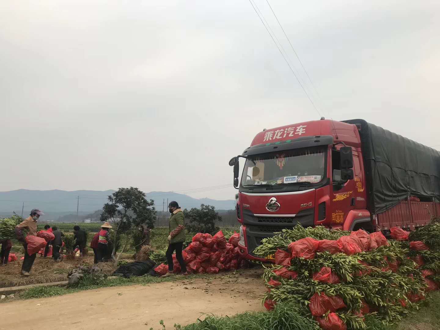 湖南樹人農林科技有限公司,湖南柑橘品種銷售,中國果樹網,常綠果樹類哪里好