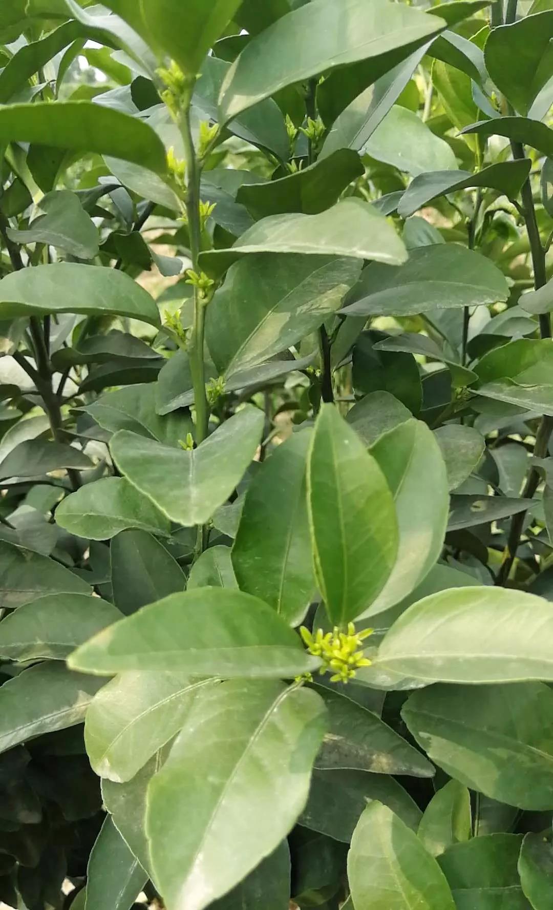 特種栽培技術