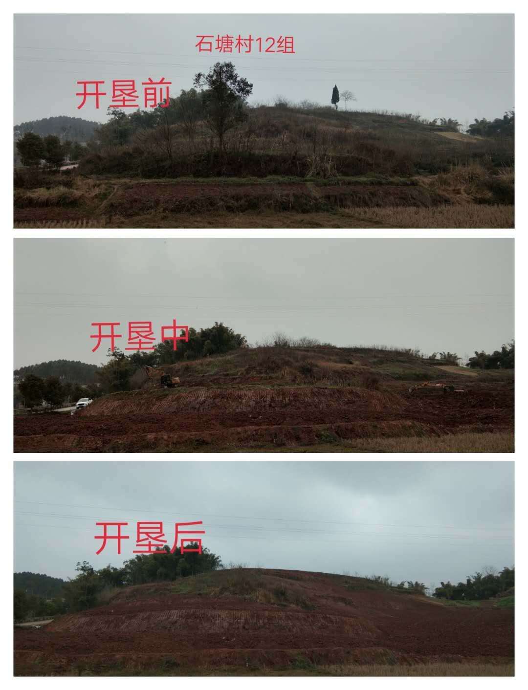 湖南樹人農林科技有限公司,湖南柑橘品種銷售,中國果樹網,常綠果樹類哪里好