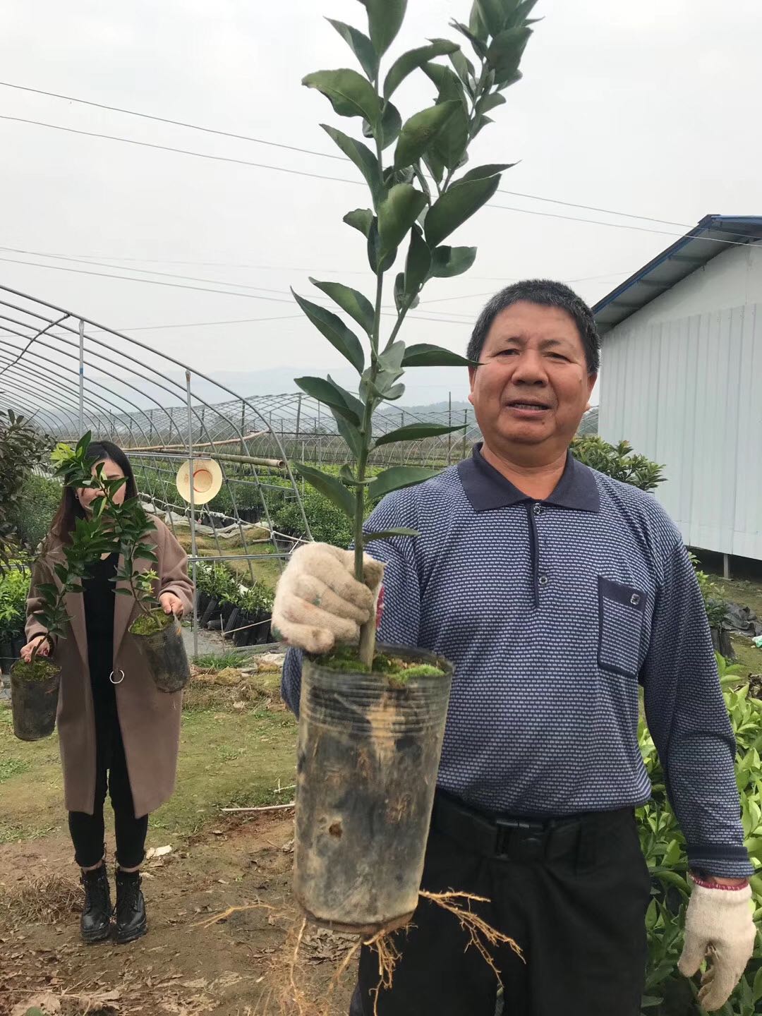 湖南樹人農林科技有限公司,湖南柑橘品種銷售,中國果樹網,常綠果樹類哪里好