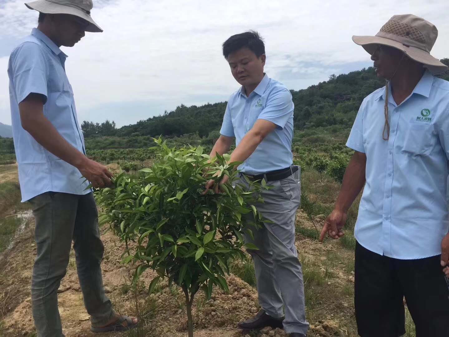湖南樹人農林科技有限公司,湖南柑橘品種銷售,中國果樹網,常綠果樹類哪里好